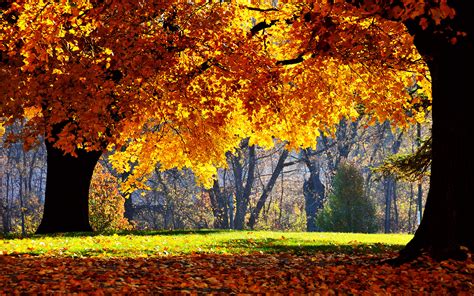 free fall autumn screensavers